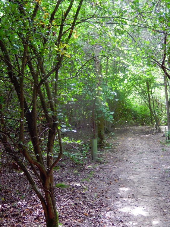 engeland_ashdownforrest_2016_img0017