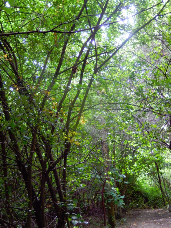 engeland_ashdownforrest_2016_img0018