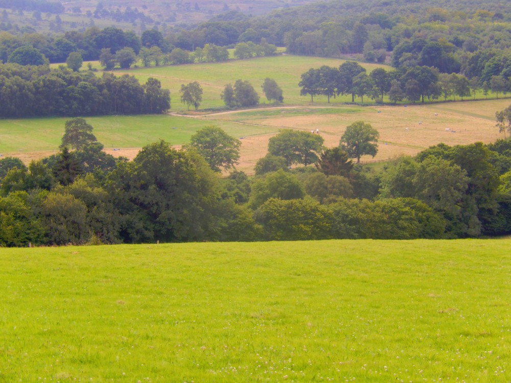 engeland_ashdownforrest_2016_img0028