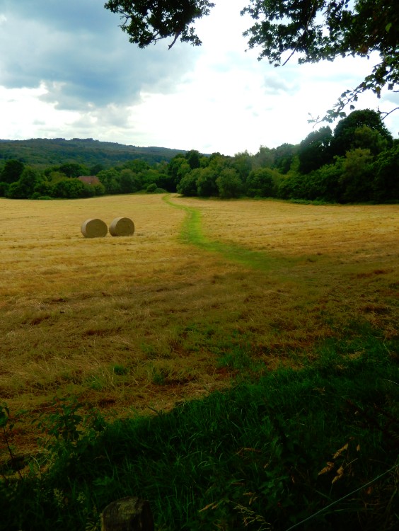 engeland_ashdownforrest_2016_img0033