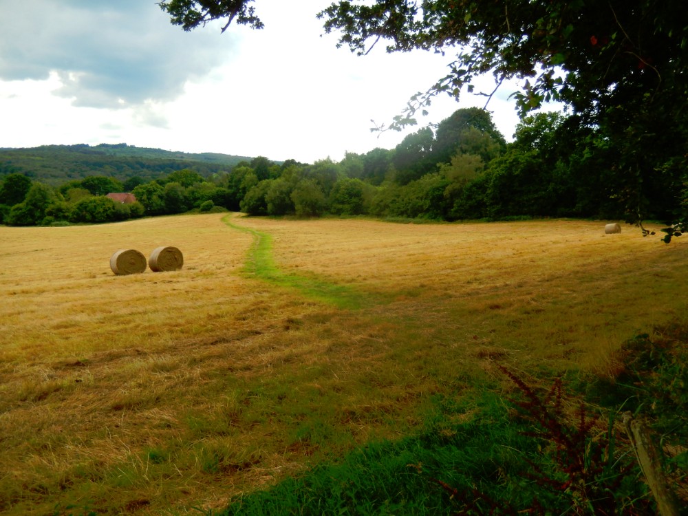 engeland_ashdownforrest_2016_img0034