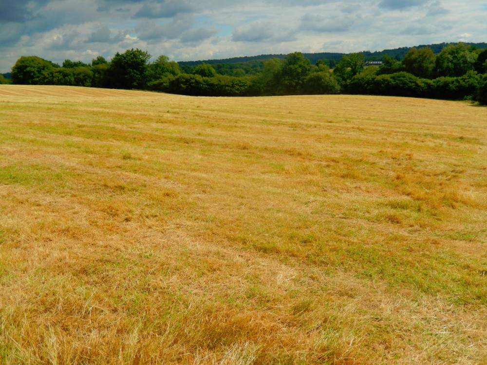 engeland_ashdownforrest_2016_img0035