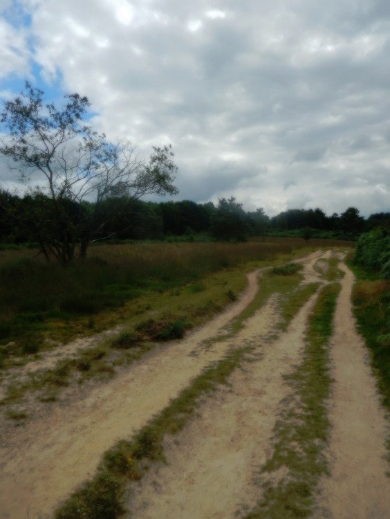 engeland_ashdownforrest_2016_img0060