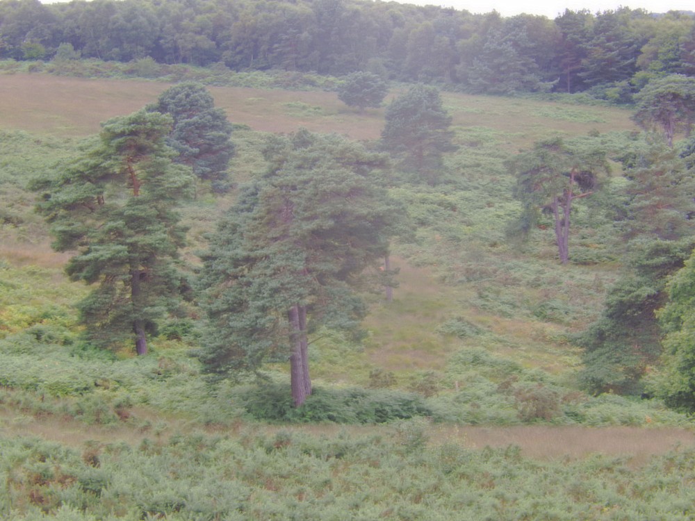 engeland_ashdownforrest_2016_img0062
