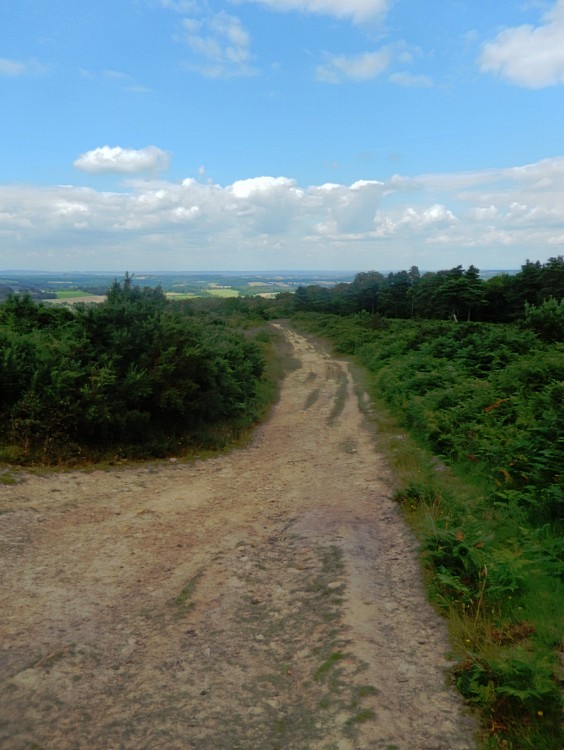 engeland_ashdownforrest_2016_img0068