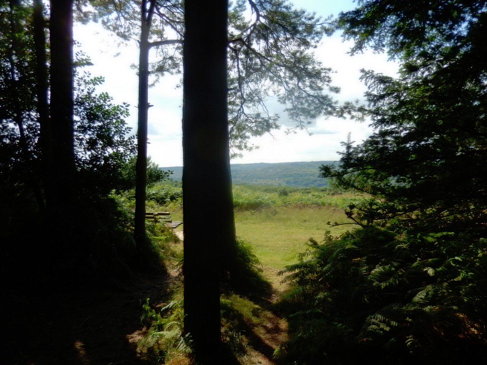 engeland_ashdownforrest_2016_img0096