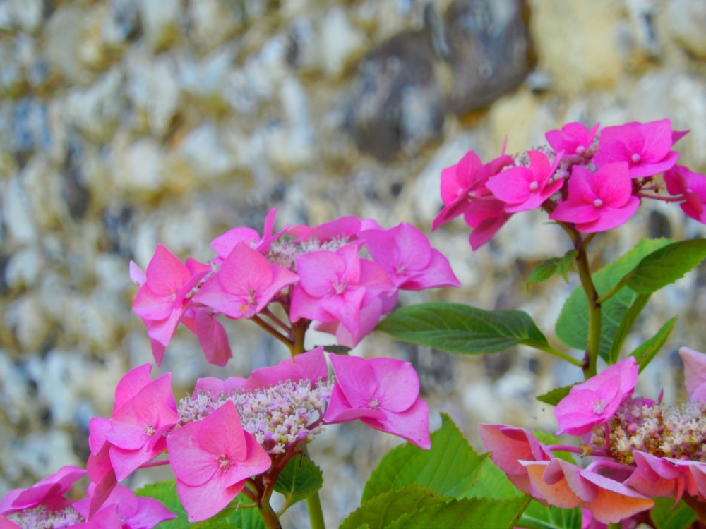 engeland_canterbury1_2016_img0069