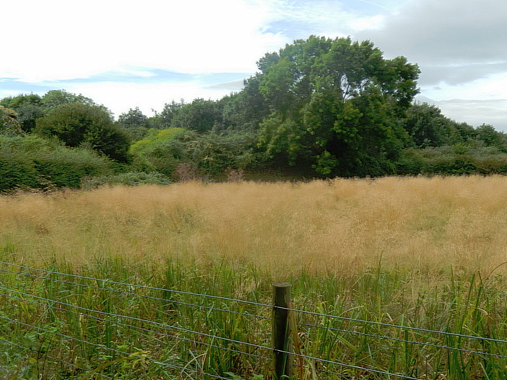 Engeland_Theemsvallij1_2016_Img0097
