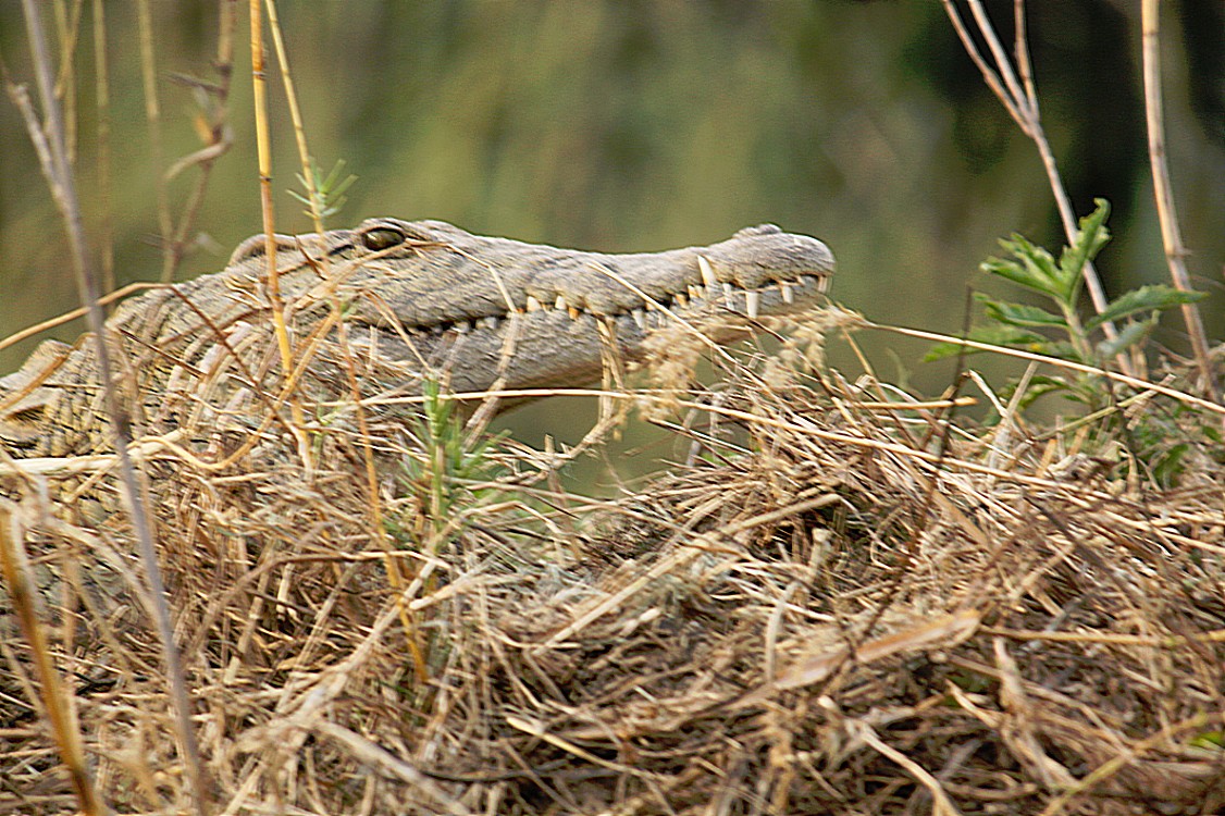 Zimbabwe_ZambeziSunset_2015_Img0001