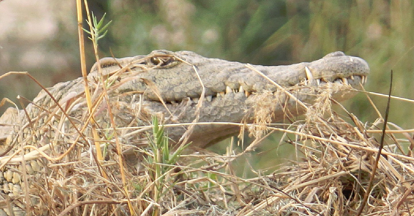 Zimbabwe_ZambeziSunset_2015_Img0003