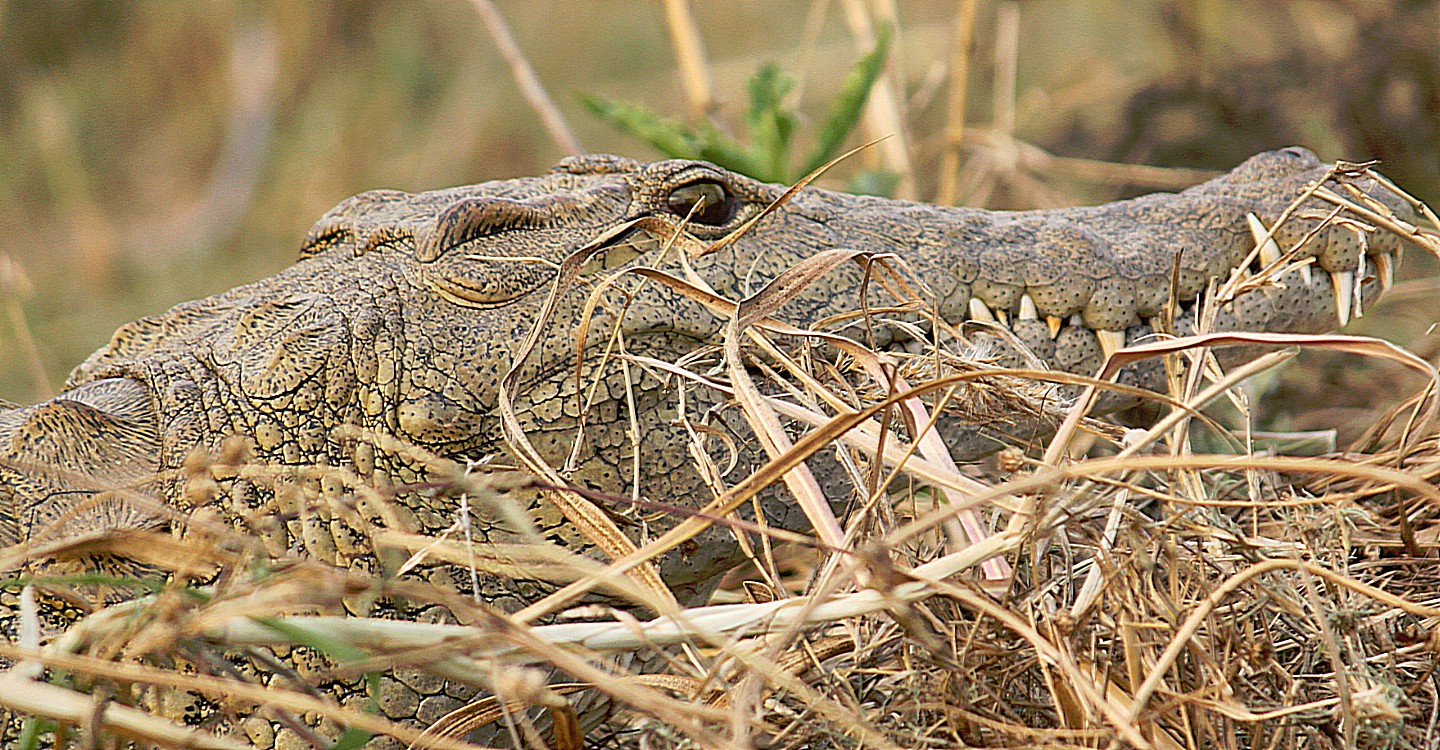 Zimbabwe_ZambeziSunset_2015_Img0006