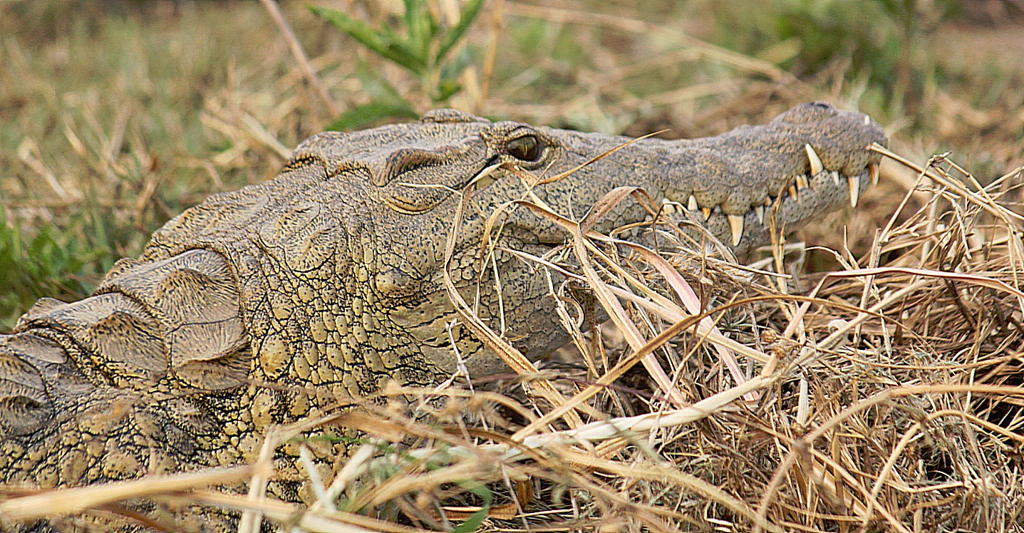 Zimbabwe_ZambeziSunset_2015_Img0009