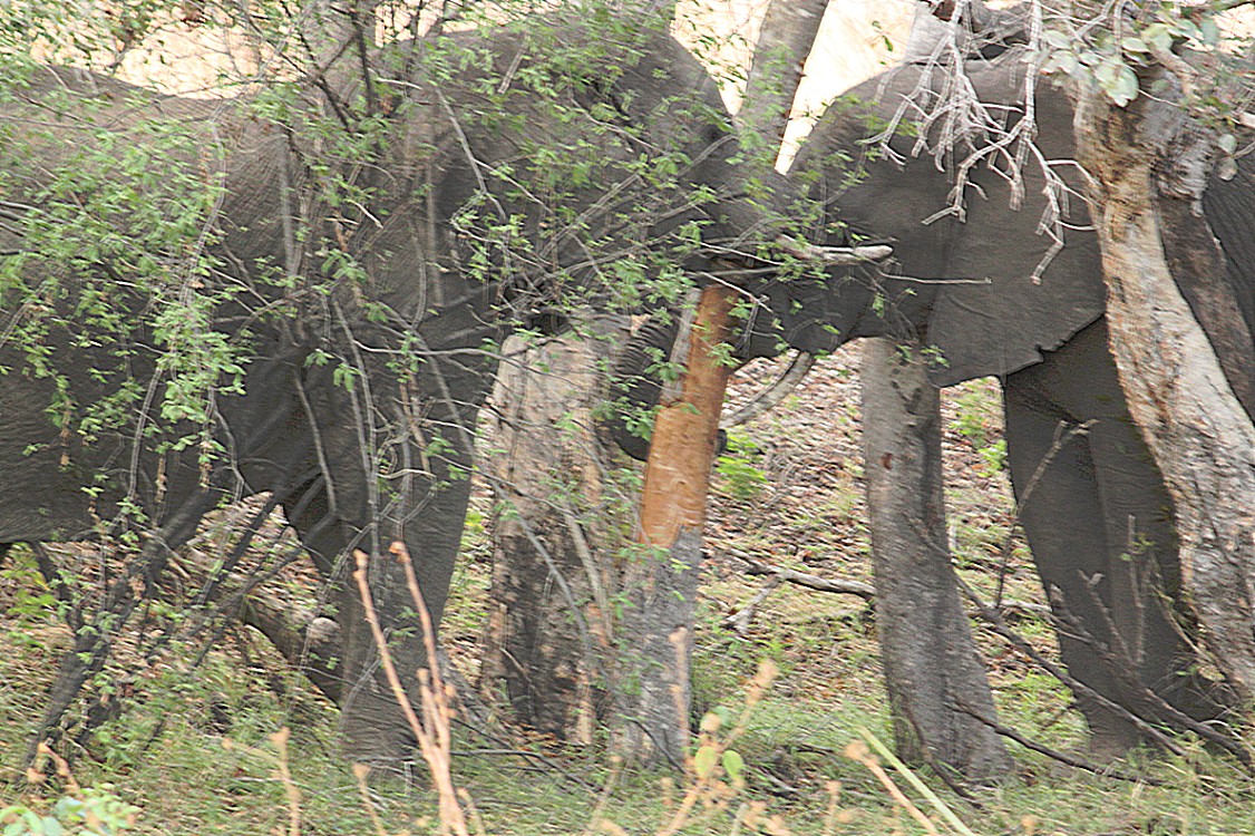 Zimbabwe_ZambeziSunset_2015_Img0012