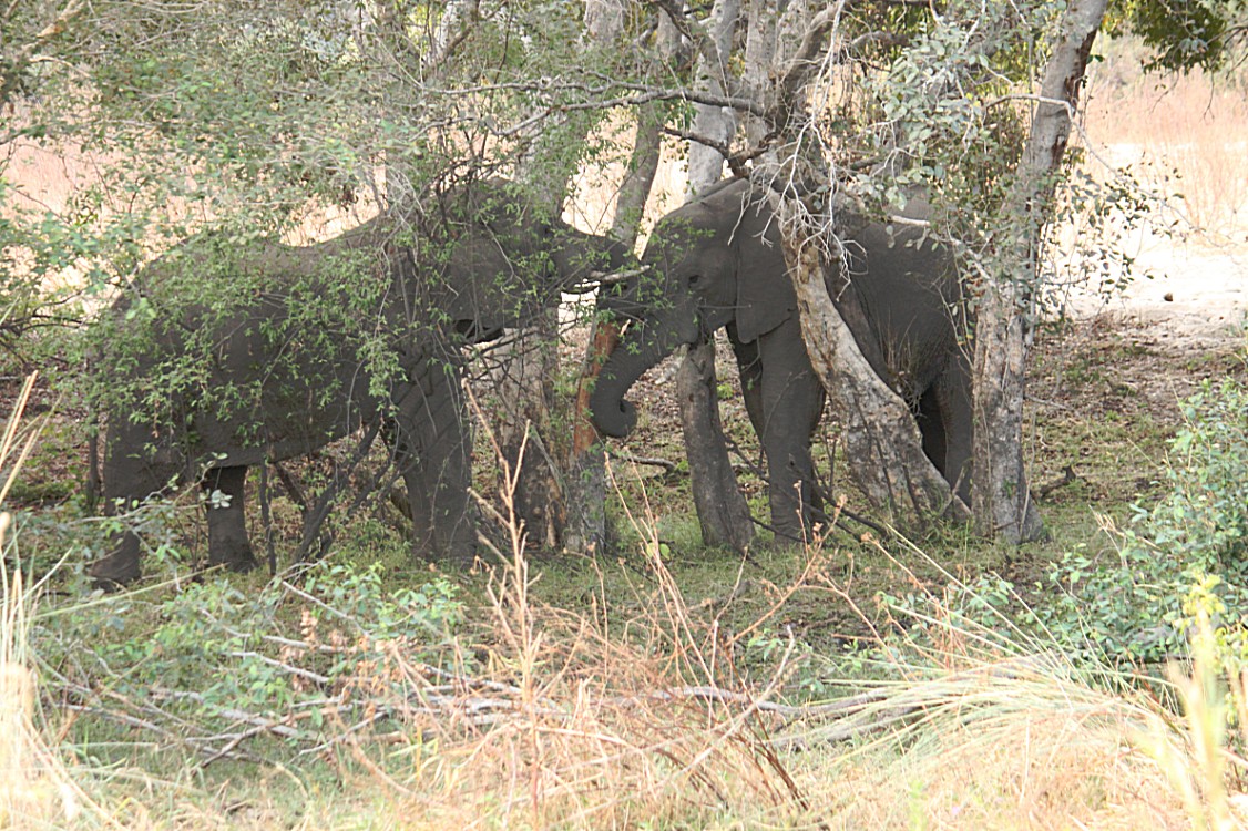 Zimbabwe_ZambeziSunset_2015_Img0014