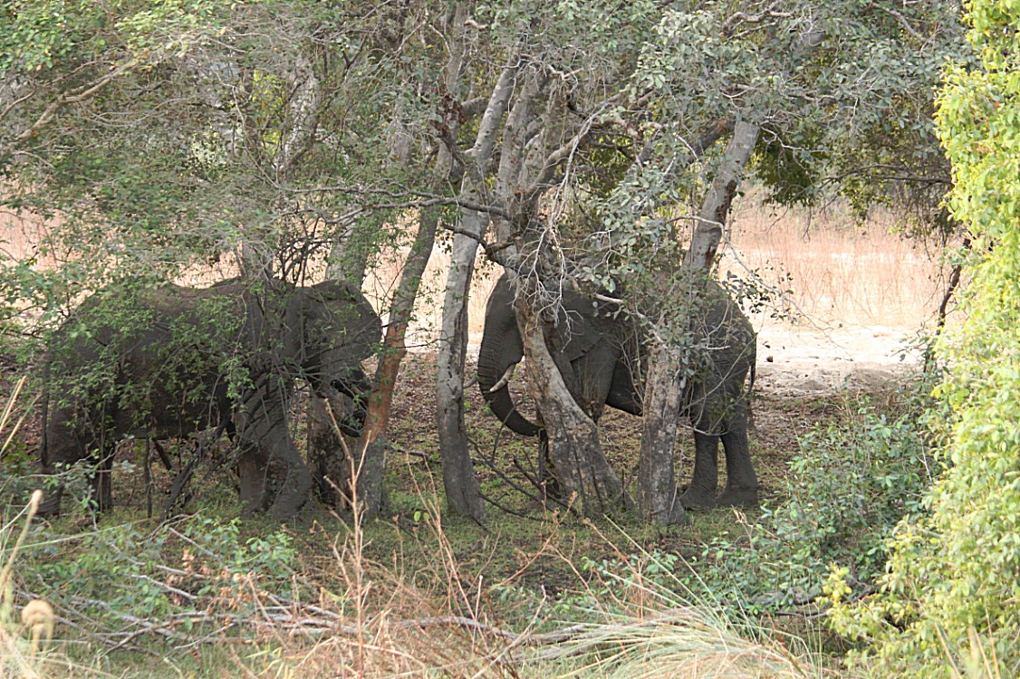 Zimbabwe_ZambeziSunset_2015_Img0015