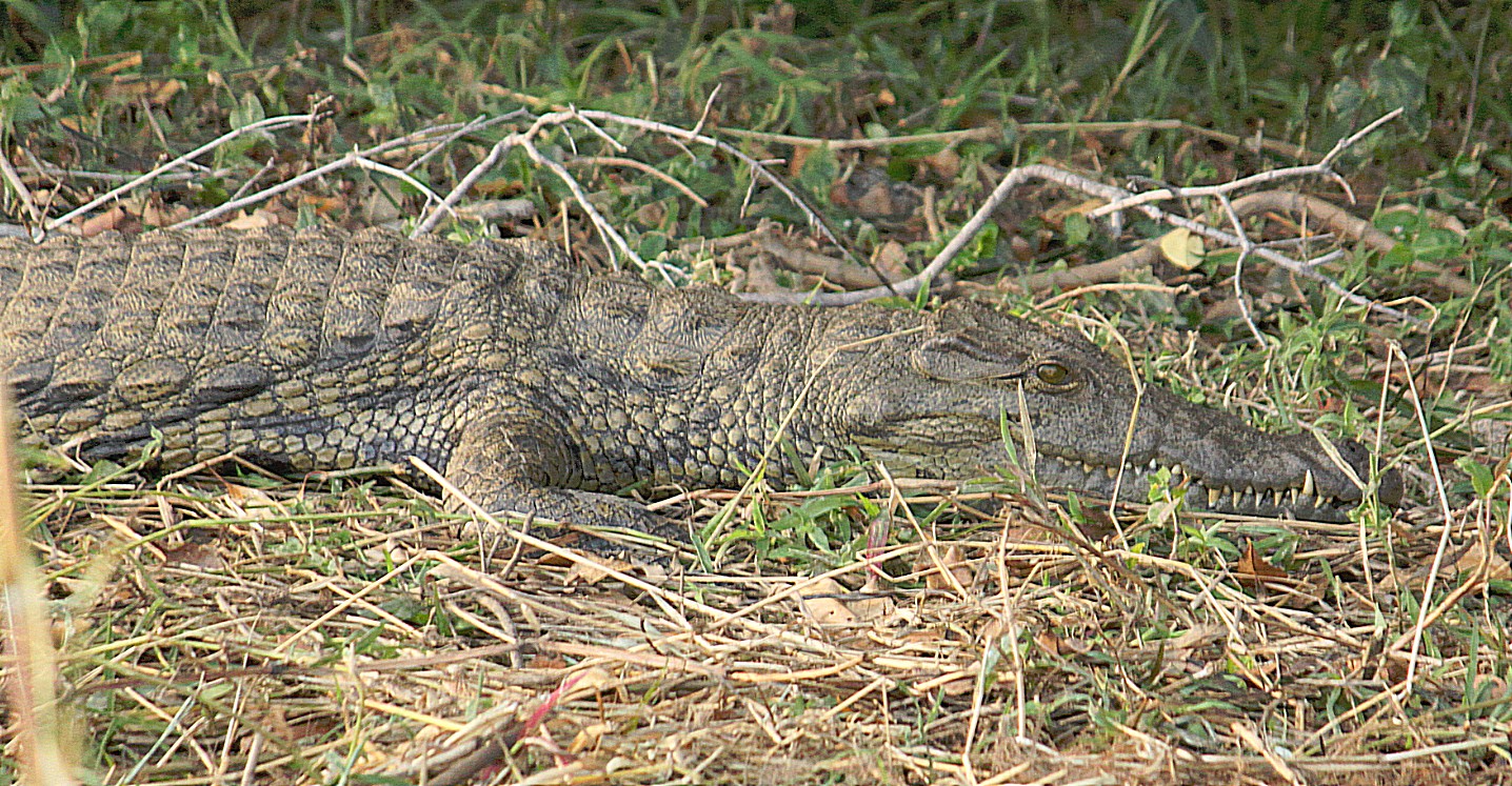 Zimbabwe_ZambeziSunset_2015_Img0017