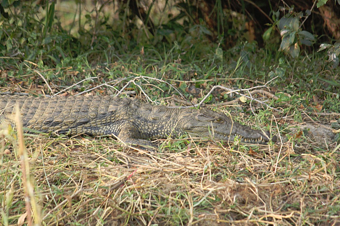 Zimbabwe_ZambeziSunset_2015_Img0018