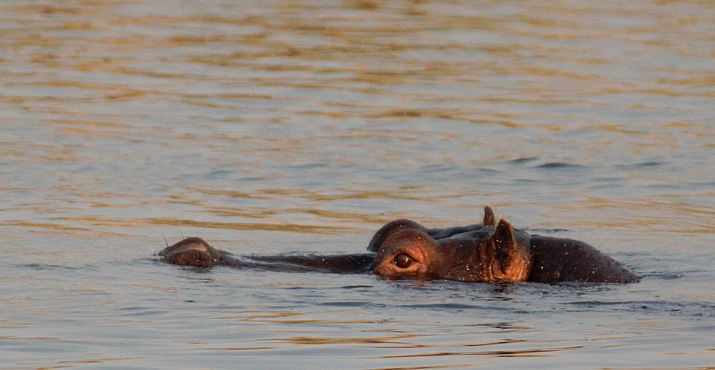 Zimbabwe_ZambeziSunset_2015_Img0025