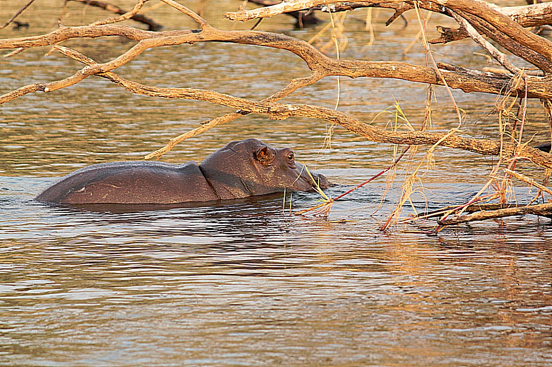 Zimbabwe_ZambeziSunset_2015_Img0026