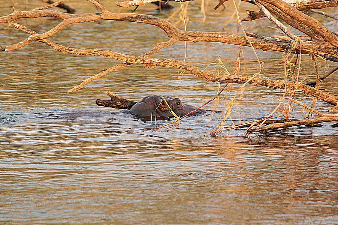Zimbabwe_ZambeziSunset_2015_Img0027