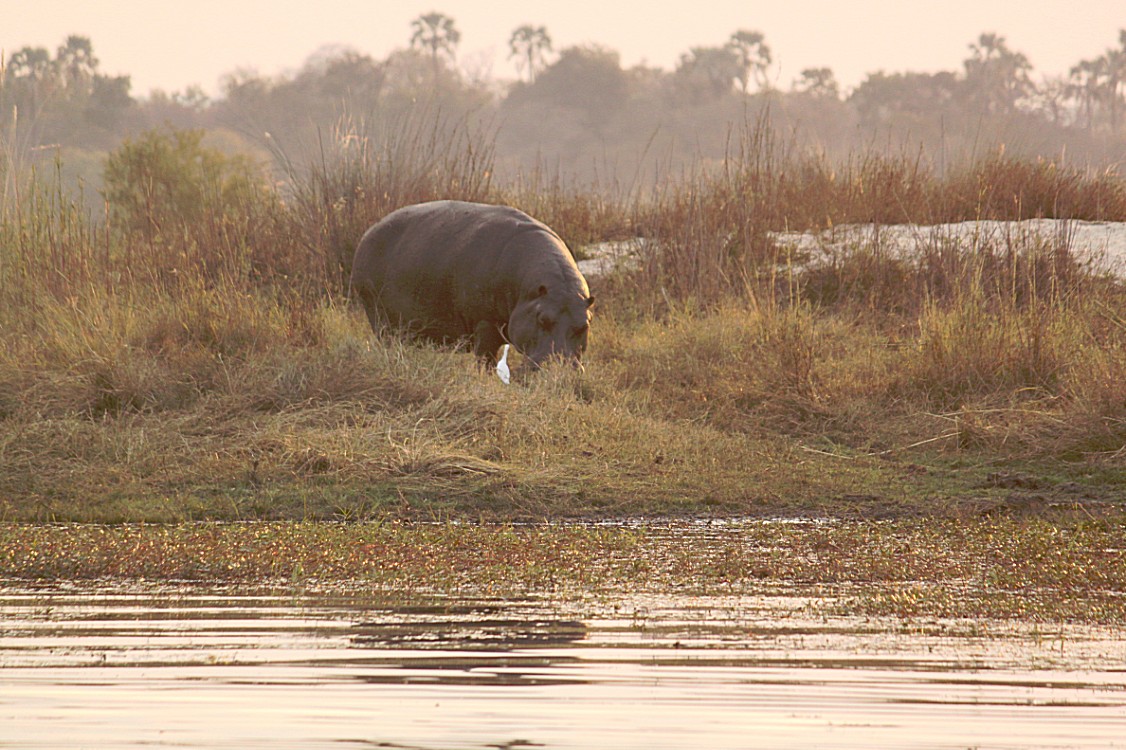 Zimbabwe_ZambeziSunset_2015_Img0045