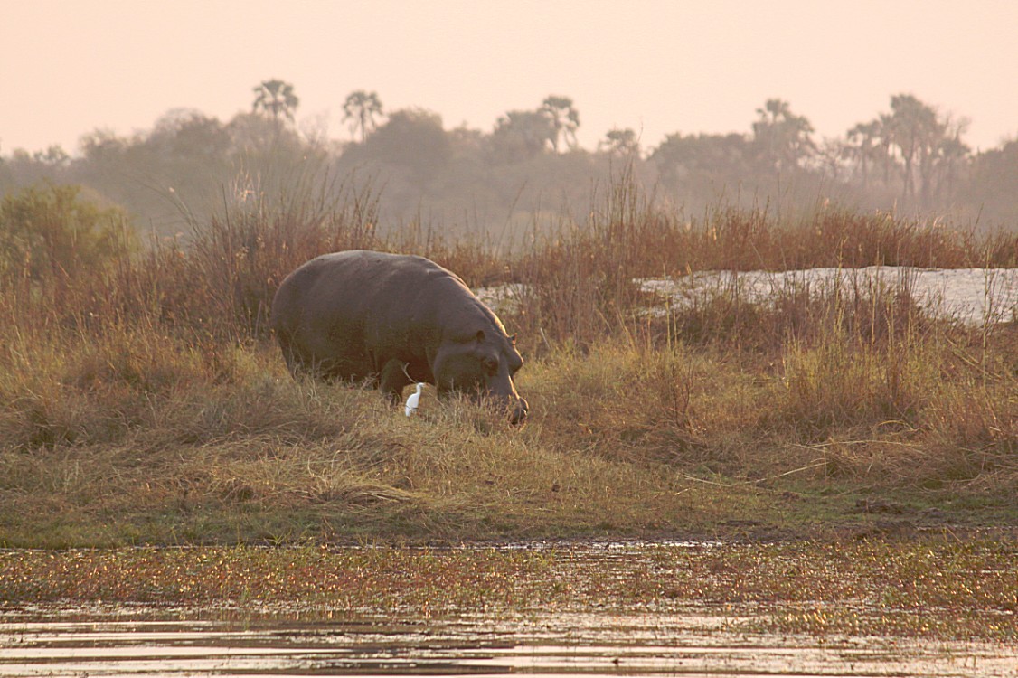 Zimbabwe_ZambeziSunset_2015_Img0046