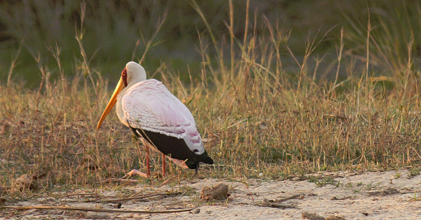 Zimbabwe_ZambeziSunset_2015_Img0048