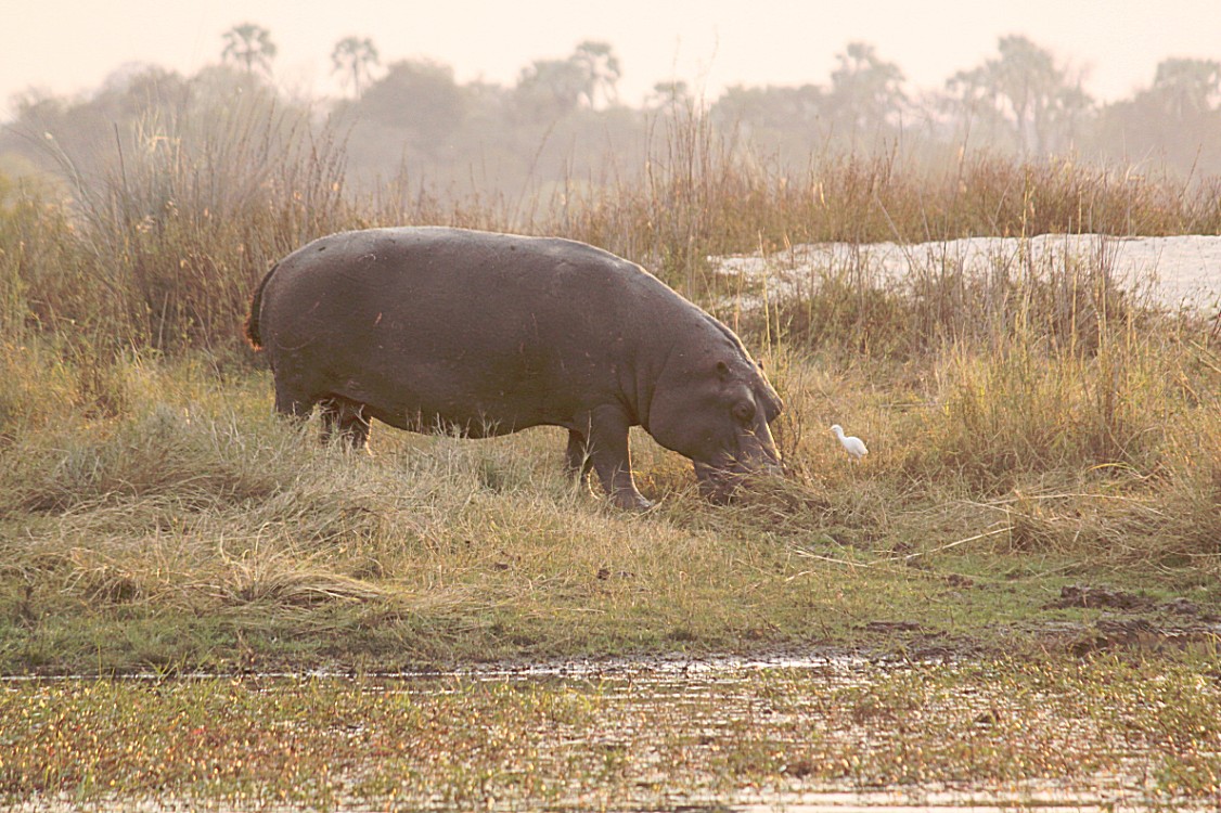 Zimbabwe_ZambeziSunset_2015_Img0049