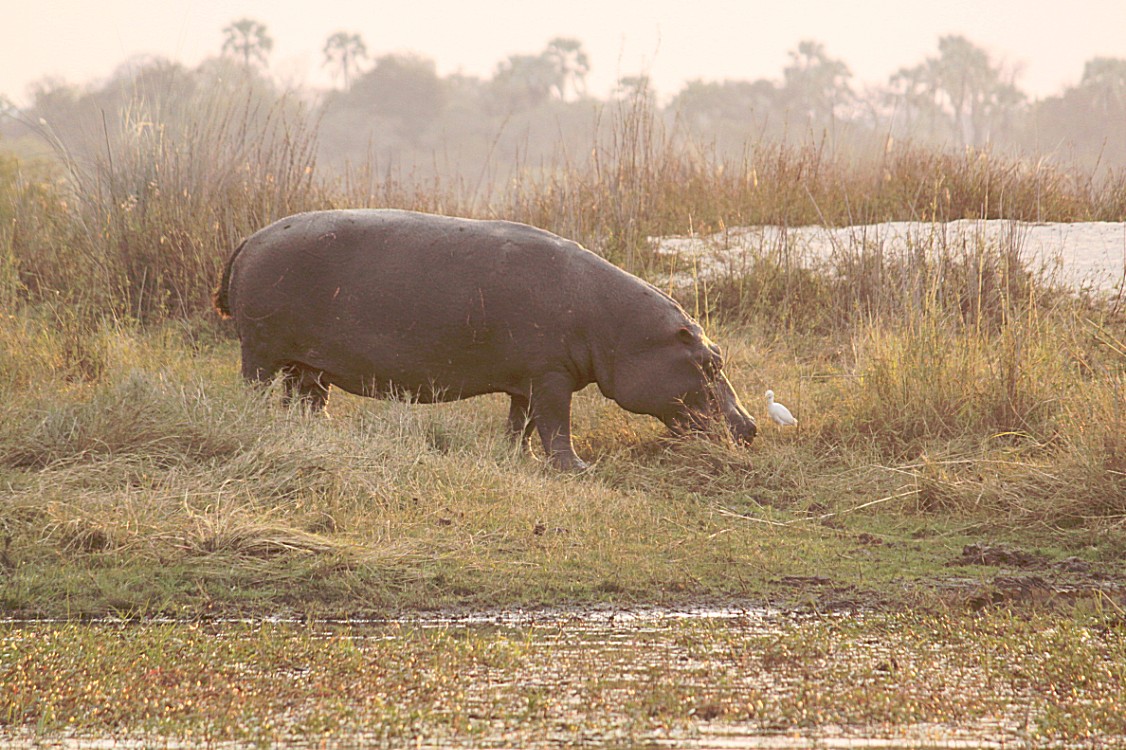 Zimbabwe_ZambeziSunset_2015_Img0050