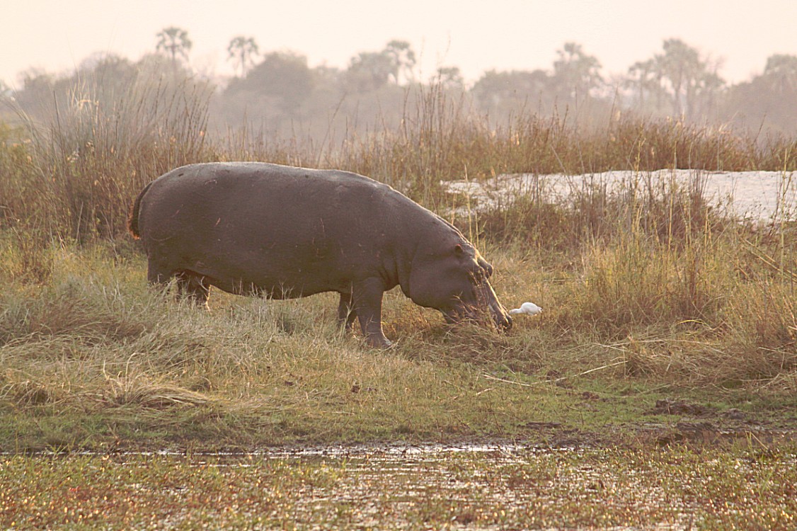 Zimbabwe_ZambeziSunset_2015_Img0051