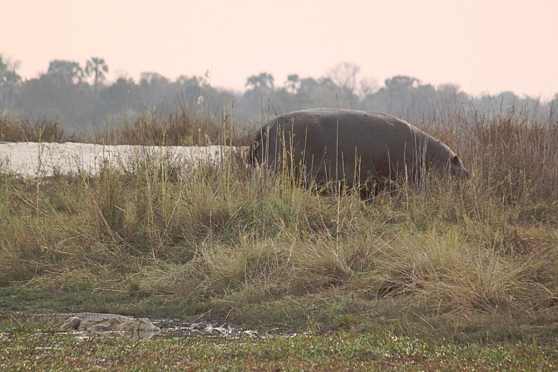 Zimbabwe_ZambeziSunset_2015_Img0054