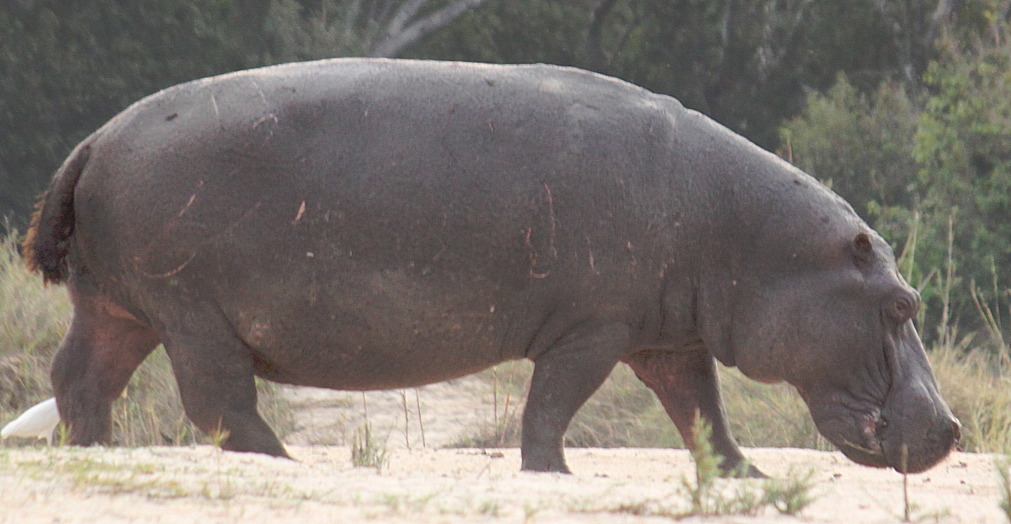 Zimbabwe_ZambeziSunset_2015_Img0057