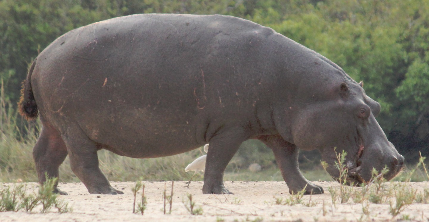 Zimbabwe_ZambeziSunset_2015_Img0061