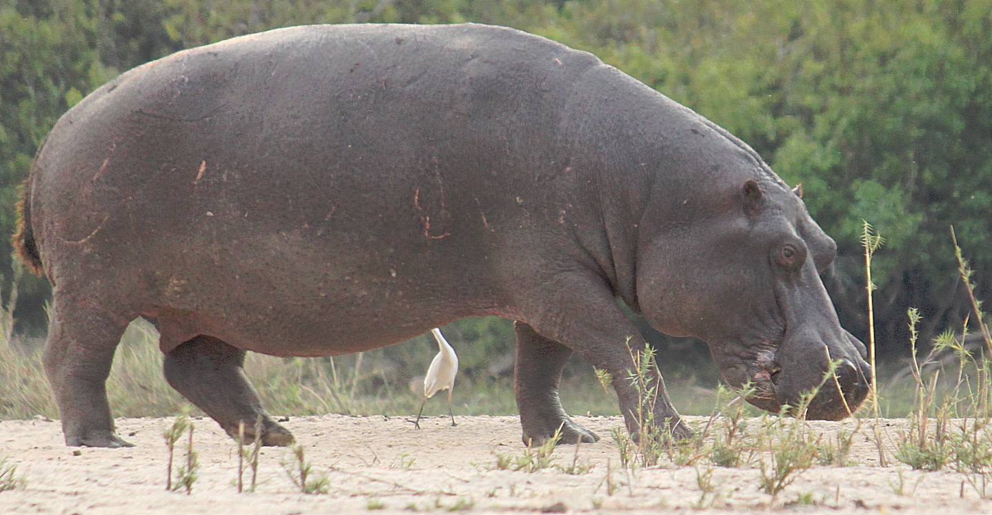 Zimbabwe_ZambeziSunset_2015_Img0063