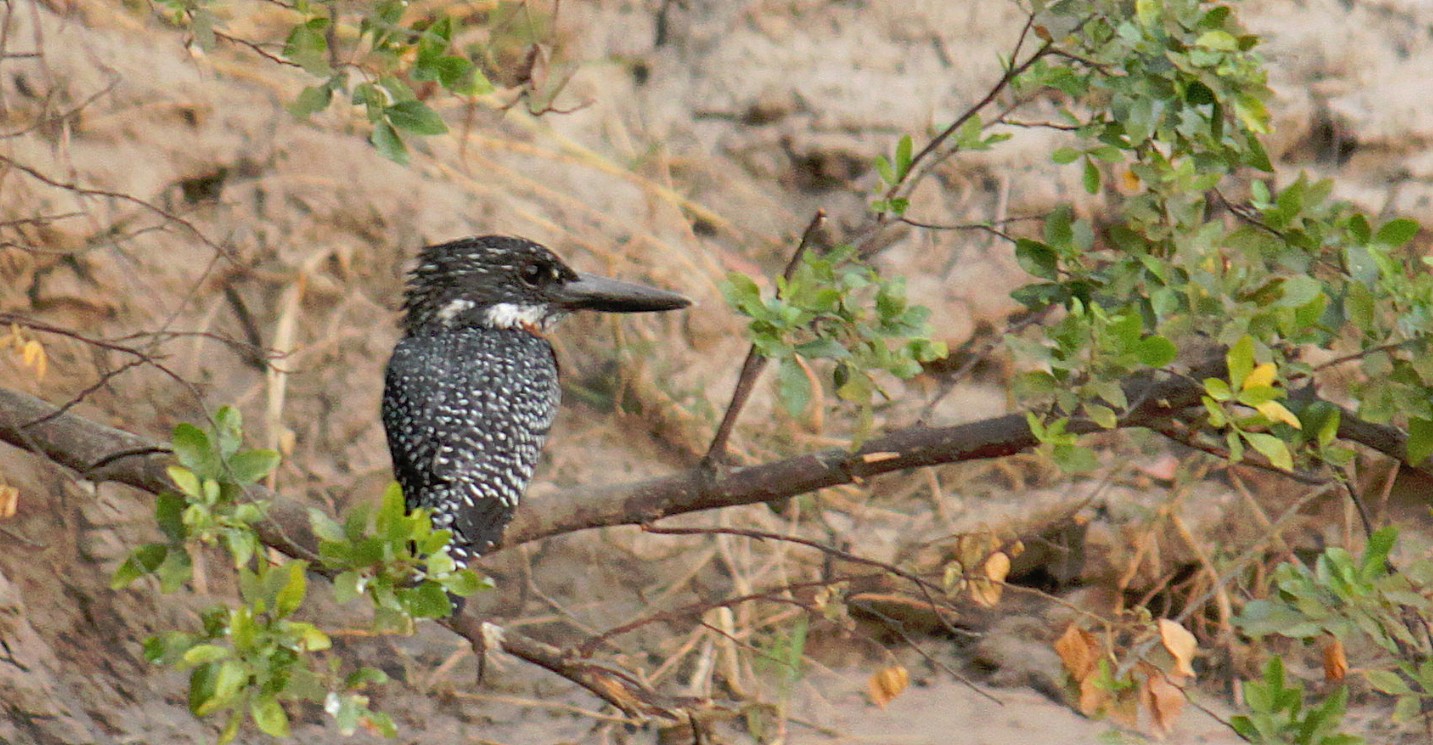 Zimbabwe_ZambeziSunset_2015_Img0064