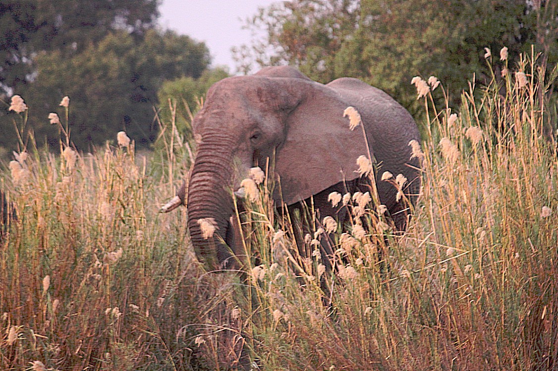 Zimbabwe_ZambeziSunset_2015_Img0108