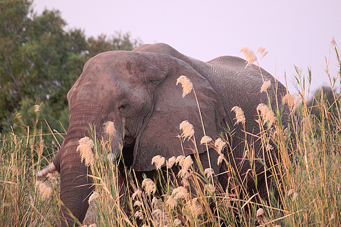 Zimbabwe_ZambeziSunset_2015_Img0109