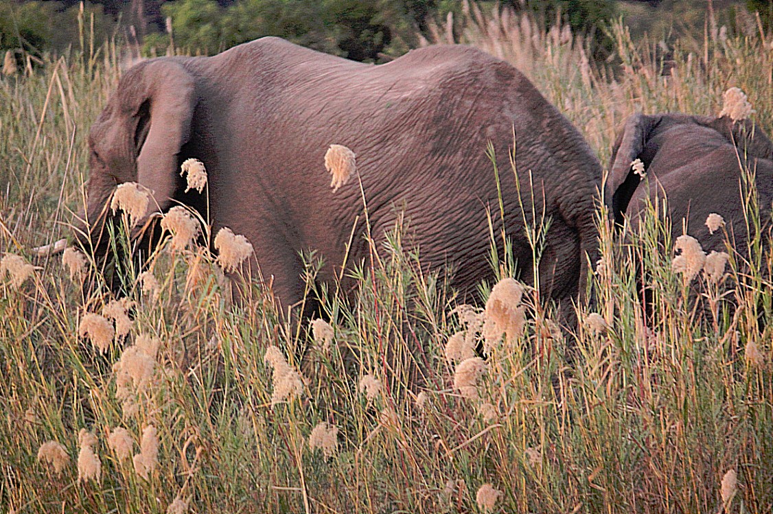 Zimbabwe_ZambeziSunset_2015_Img0111