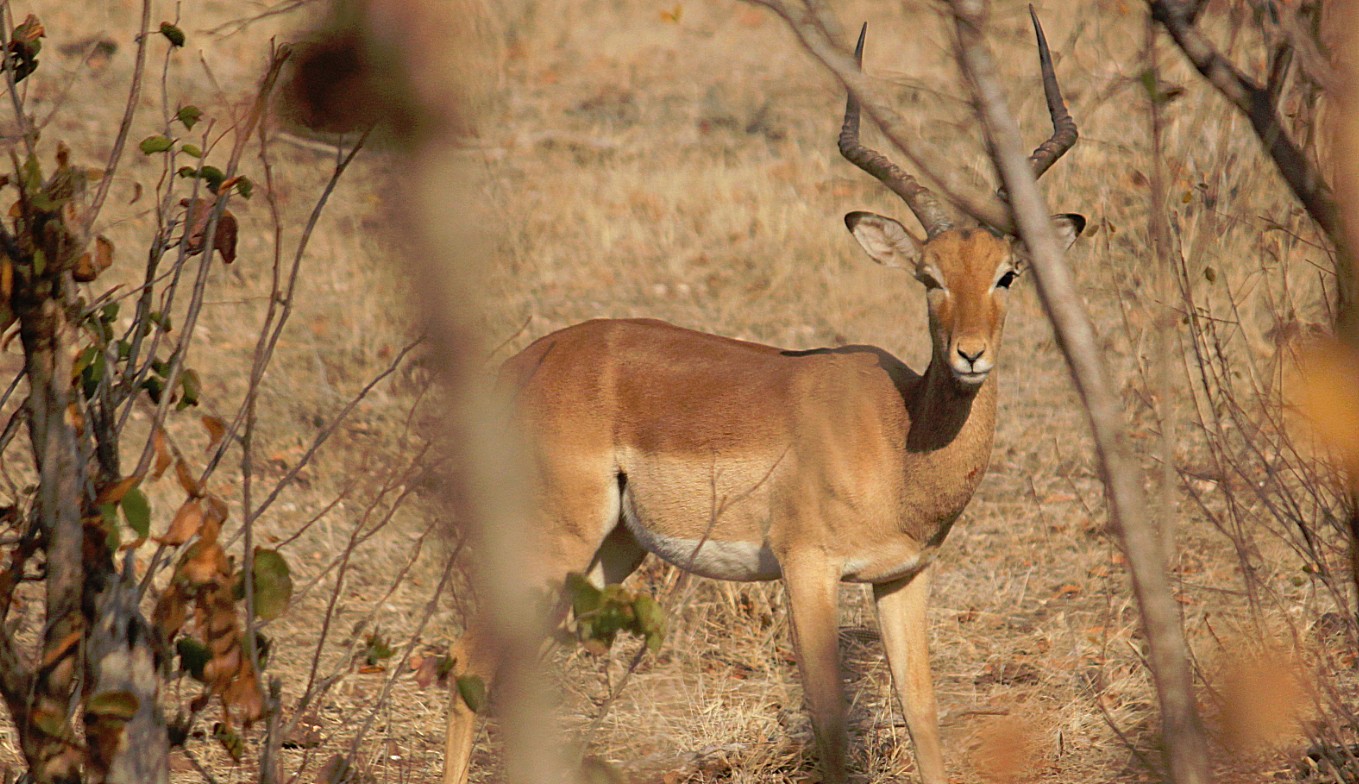 Zimbabwe_ZambeziSafarii_2015_Img0005