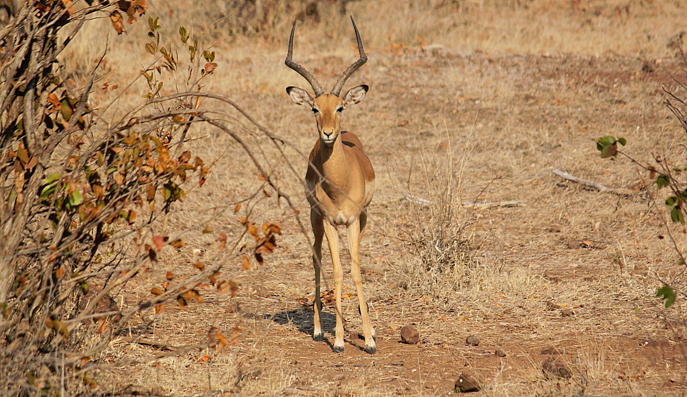 Zimbabwe_ZambeziSafarii_2015_Img0006