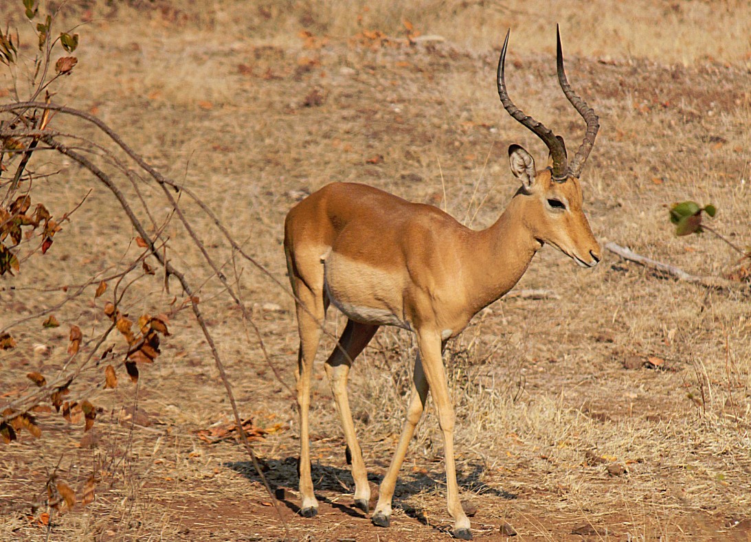 Zimbabwe_ZambeziSafarii_2015_Img0008