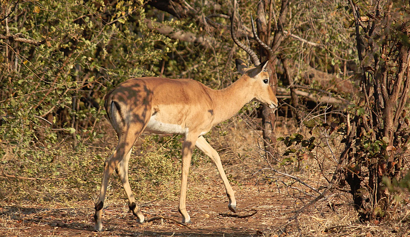 Zimbabwe_ZambeziSafarii_2015_Img0010