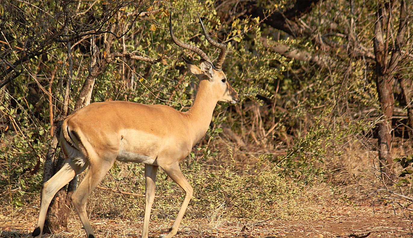 Zimbabwe_ZambeziSafarii_2015_Img0011