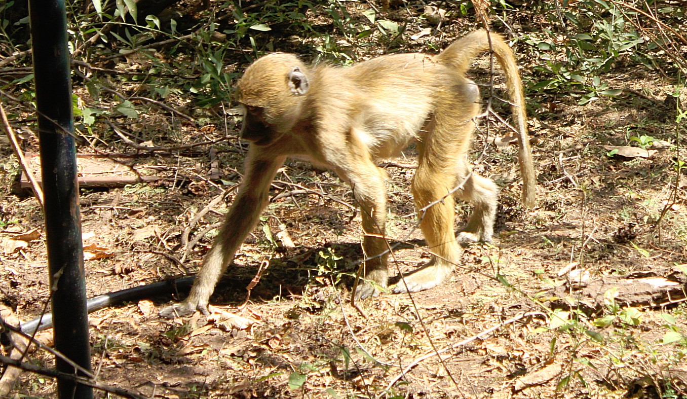 Zambia_VictoriaFalls_2015_Img0004