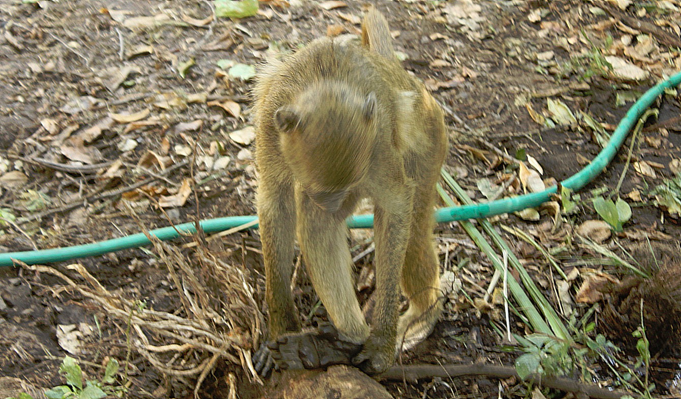 Zambia_VictoriaFalls_2015_Img0006