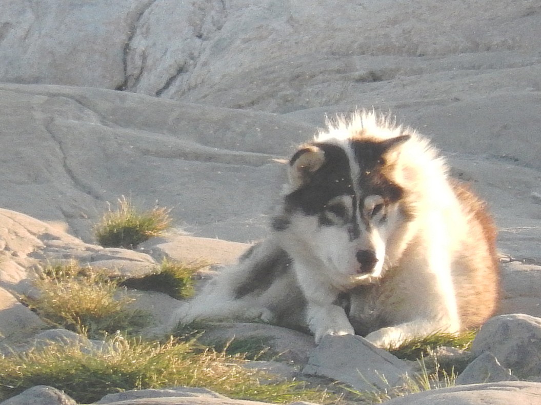 Greenland_Ilulissat_2017_Img0016e