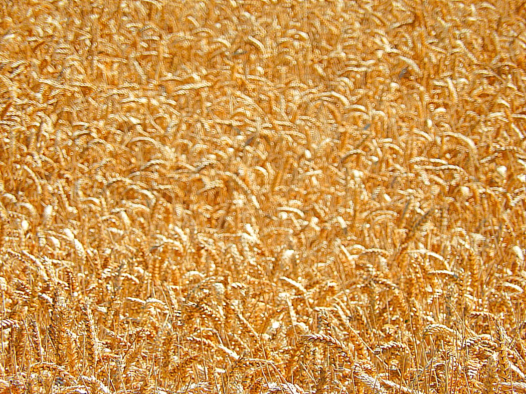 Engeland_Cotswolds2_2016_Img0025