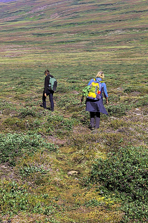 Greenland_Q_RedTrail_2017_Img0030