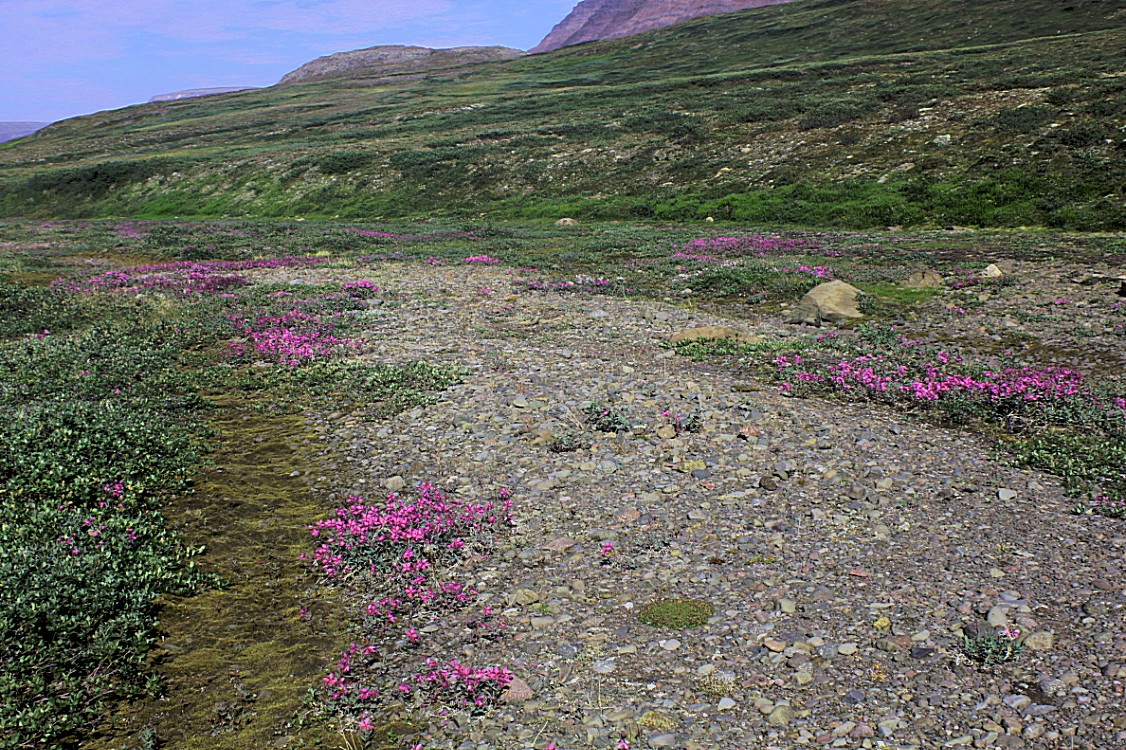 Greenland_Q_RedTrail_2017_Img0036