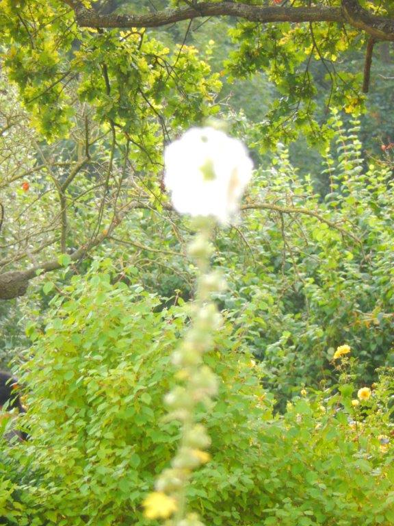 Engeland_Londen6_2016_Img0052